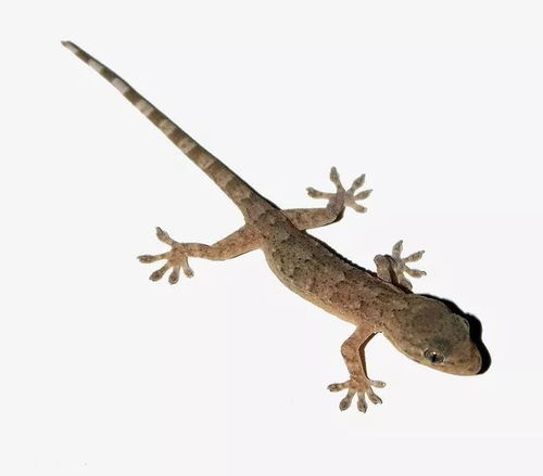 养壁虎的正确方法