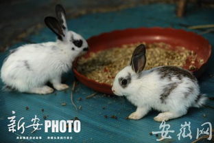 怎么进入兔展创作页面