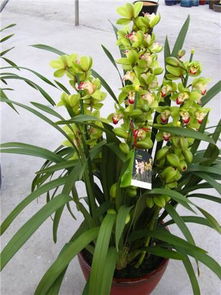 兰花换盆为什么连续浇水三天