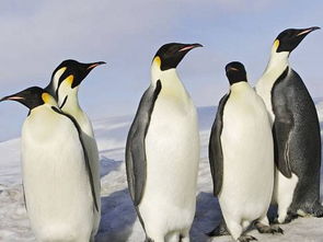 网络用语企鹅是什么意思？