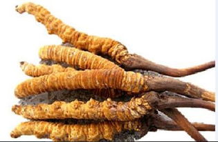 冬虫夏草的最佳食用方法?