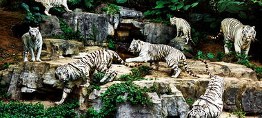 长隆野生动物园门票现在多少钱