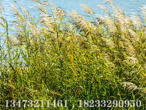 什么的芦苇藤,什么的芦苇填空