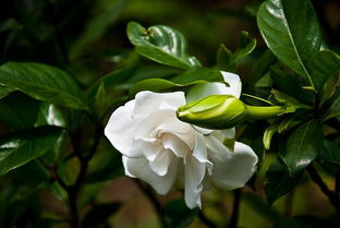 栀子花养护与管理方法，栀子花养护温度