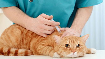 急！宠物医生的收入待遇如何？