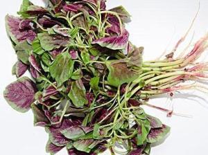 马齿苋长什么样图片