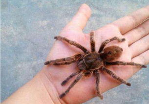 梦见蜘蛛爬到自己身上，梦见蜘蛛在身上爬是什么预兆