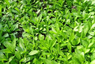 有哪些“马兰头叶”和“花”的图片？