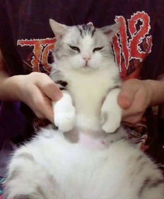 会说话的刘二豆为什么不更新了?