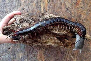 世界上最大的蜈蚣多大？