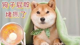 猫为什么会怕黄瓜和香蕉？