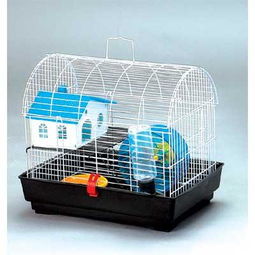 仓鼠怎么分公母