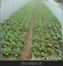 未来新型农业有什么致富的好项目？