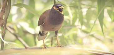 羽翼丰满意思是什么