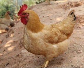 播放器哪个好?,音乐播放器哪个好