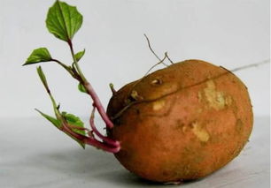 红薯发芽了紫色的芽还能吃吗