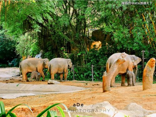 长隆野生动物园是否真的好玩？