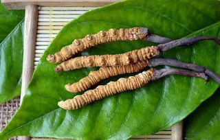 冬虫夏草的吃法？