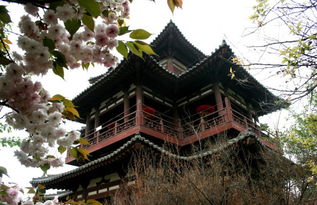 西安青龙寺樱花观赏时间