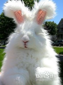 如何正确饲养宠物兔？