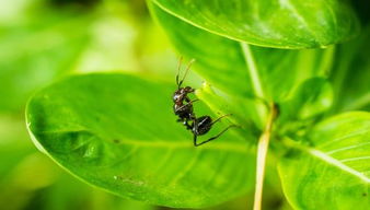 蚂蚁森林有什么用