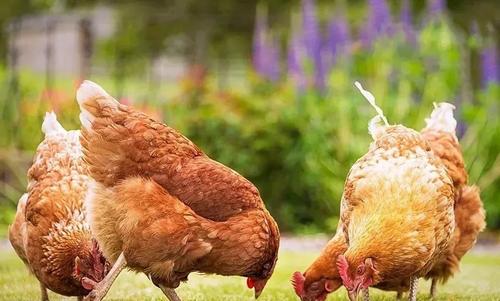 弱鸡什么意思啊