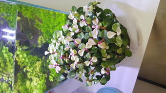 求中国各种的花名有哪些，求全部花的品种