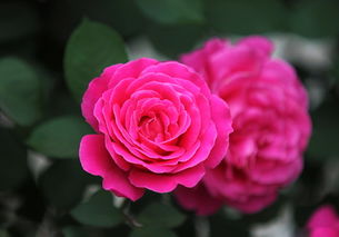 月季和玫瑰的对照图片