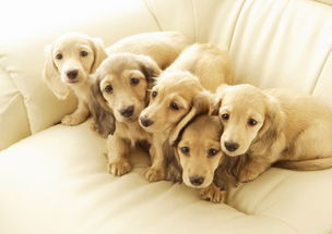 狗狗搜索怎么上不去了