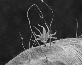 寄生体可以钻进人的身体使人变成怪物，主角被寄生