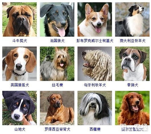 狗狗取名字大全 男狗