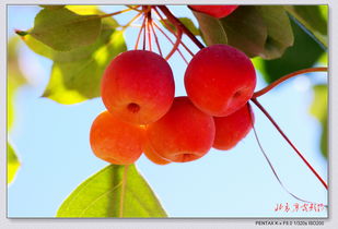 硕果的意思,硕果的拼音