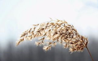 什么的芦苇藤,什么的芦苇填空