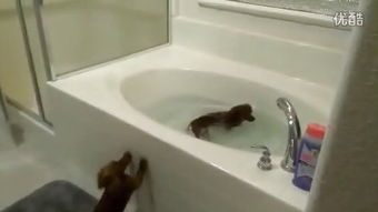 星际虫族的问题