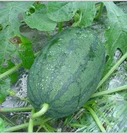 黑美人西瓜怎么挑选