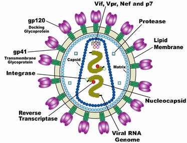什么细胞表达CCR5，什么细胞表达CXCR4