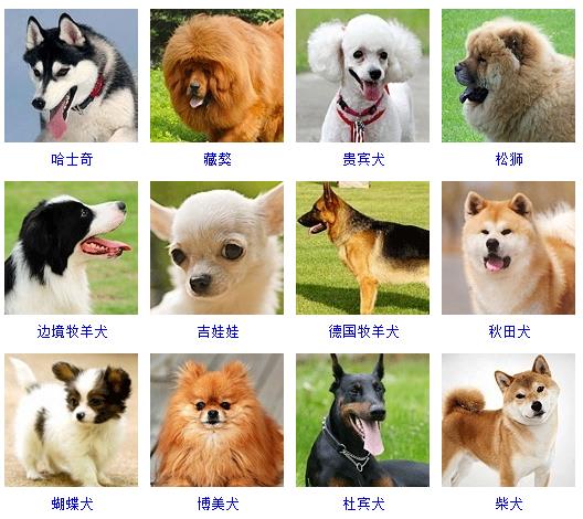宠物狗的种类图片及名称