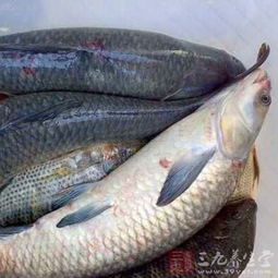 青鱼是什么鱼图片大全