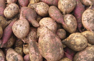 吃地瓜会胖吗?正在减肥