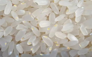 玉米胚芽是什么？