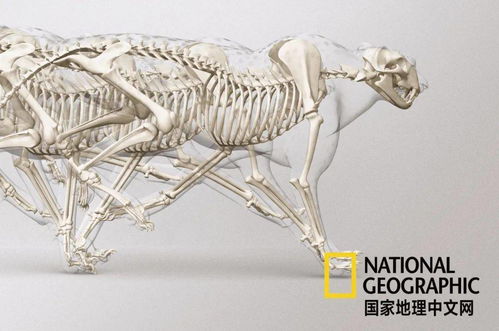 骨骼清奇，是什么意思？