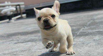 短毛的小型犬？