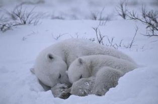 全世界冬眠的动物有哪些？
