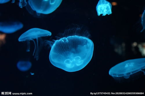 魔兽世界深海水母坐骑的前置任务找十个球做完了但