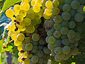 海葡萄的功效与作用