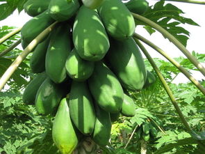 木瓜种子怎么种植还嫁接吗，木瓜种子怎么种植方法