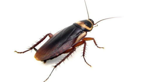 灭蟑螂最好办法是什么？