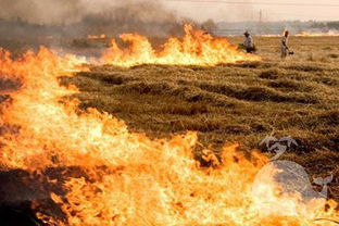 梦见自己拿水把火扑灭了