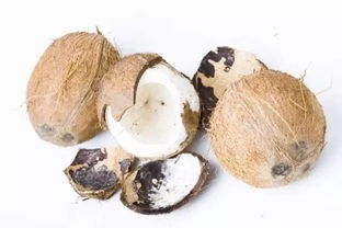 老椰子肉生吃的禁忌椰子肉能做馒头吗