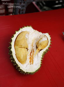 大香蕉之一本到高清视频在线观看